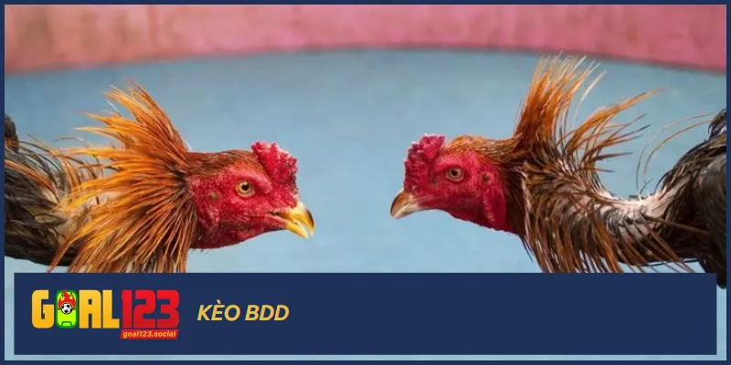 Kèo BDD là một kèo có tỷ lệ thưởng siêu cao lên đến 1:8