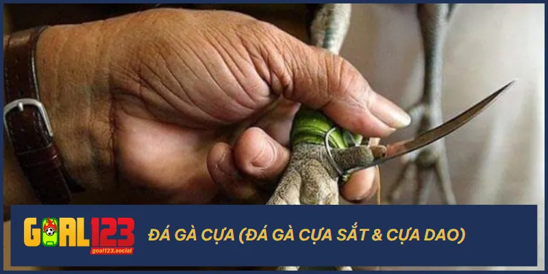 Đá gà cựa sắt & cựa dao là những trận đấu kịch tính