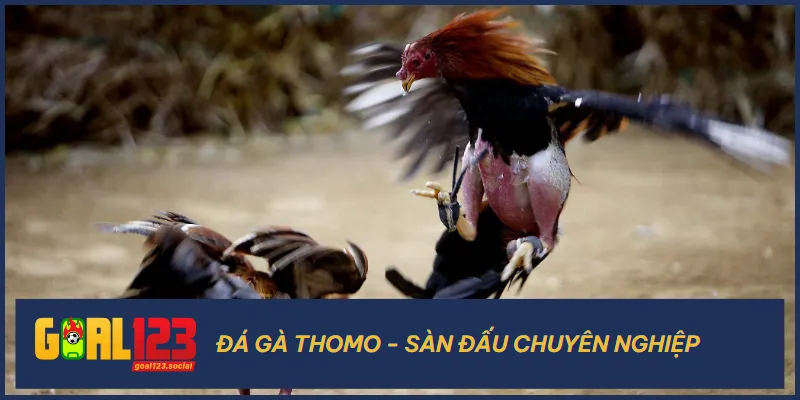 Loại hình đá gà Thomo cung cấp những trận đấu của các chiến kê sức mạnh
